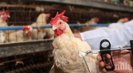 американски учени създадоха ваксина птичи грип