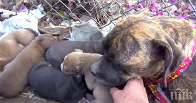 Той намери безпомощна майка с няколко кученца. Когато реши да докосне нейните бебета се случи това... 