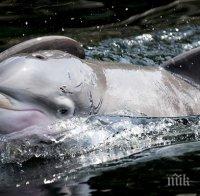 Най-малкият и рядък делфин може да изчезне до 15 години