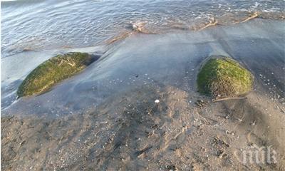 плаж царево забранен къпане заради мръсна вода