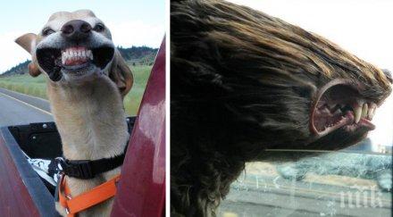 забавна колекция снимки кучета обичат повече всичко пътуват кола