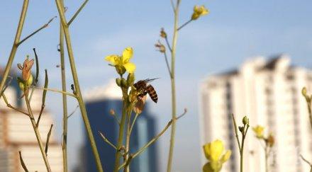 норвежки еколози правят зелен път пчелите осло