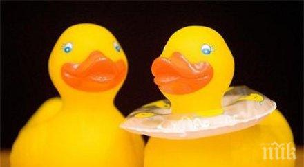 пешеходни алеи патици създадоха острова