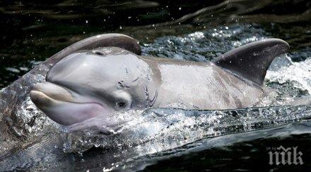 малкият рядък делфин изчезне години
