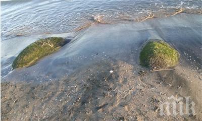 Плаж до Царево забранен за къпане заради мръсна вода