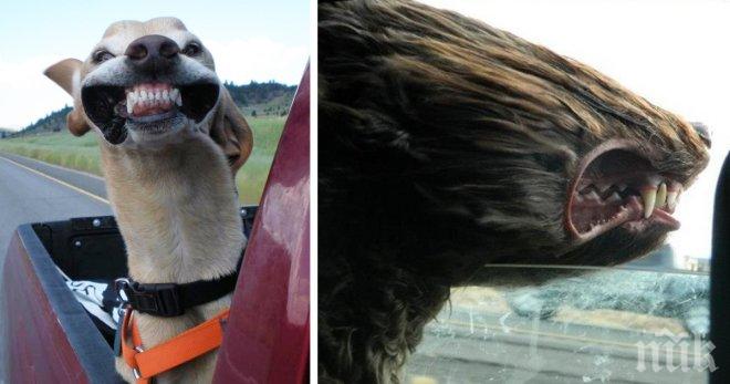 Забавна колекция от снимки на кучета, които обичат повече от всичко да пътуват с кола!