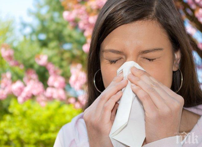 Бум на алергиите в Европа заради глобалното затопляне