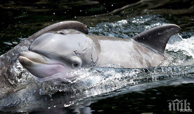 Най-малкият и рядък делфин може да изчезне до 15 години