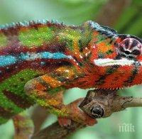 Откриха още десет вида хамелеони в Мадагаскар