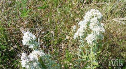 култивират бял риган източните родопи