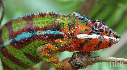 откриха десет вида хамелеони мадагаскар