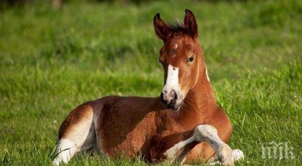 откраднаха конче базата гецово