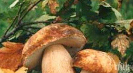 слабата реколта гъби родопите срина пазара