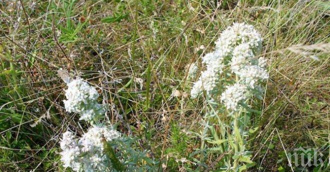 Култивират бял риган в Източните Родопи