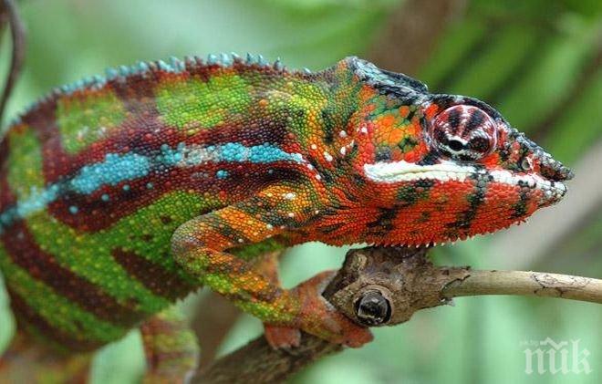 Откриха още десет вида хамелеони в Мадагаскар