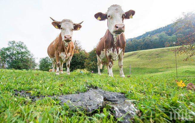 Шампоан от урина на крава скоро в продажба
