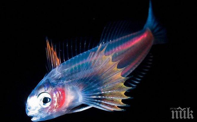 В къща в Калгари откриха 1 037 и 80 рибки