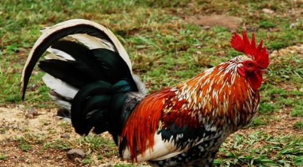 калофер колят петел идването новата година