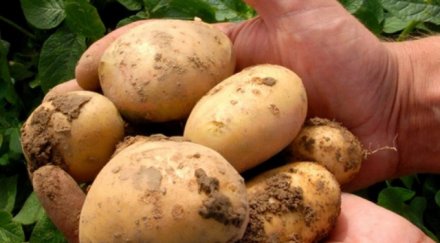 откриха отровни гръцки картофи