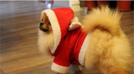 кученцето фидосова яде телешки шол носи джинси