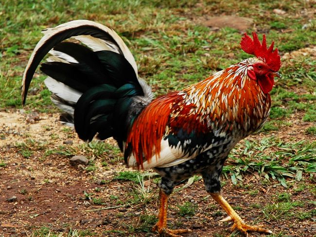 В Калофер колят петел за идването на новата година