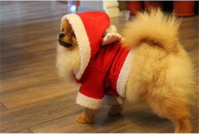 Кученцето на Фидосова яде телешки шол и носи джинси