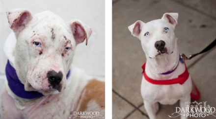 зашеметяващи трансформации осиновяване