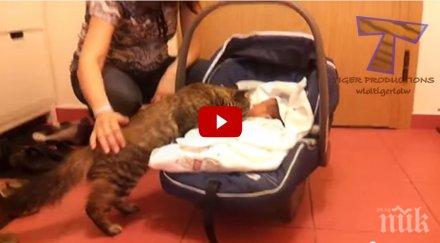 повярвате какви реакциите животни виждат бебе първи път