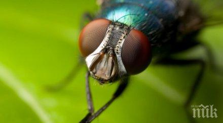 невероятно плодовите мушици имат вграден часовник