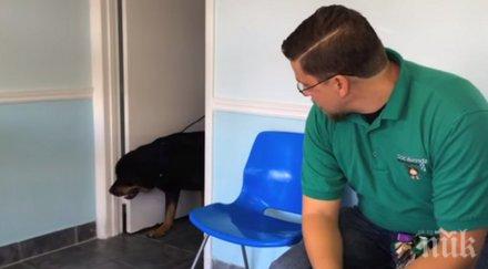 куче беше виждало стопанина години реакцията срещата настъпи въздейства емоционално