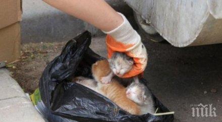 изрод хвърли боклука мъртва котка заедно живите котенца снимки