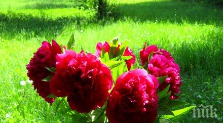 накичете божури всяко училище