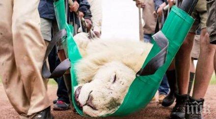 лъв изпитвал страхотни болки правят хората помогнат трогна