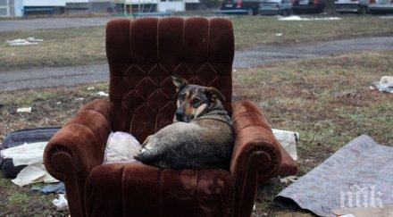 намаляват бездомните кучета масова кастрация