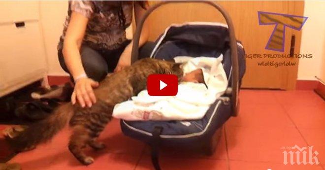 Няма да повярвате какви са реакциите на тези животни, когато виждат бебе за първи път