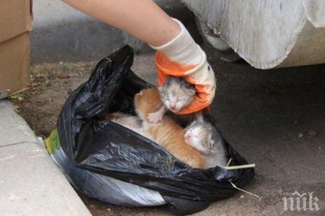 Изрод хвърли на боклука мъртва котка заедно с живите й котенца (снимки 18+)
