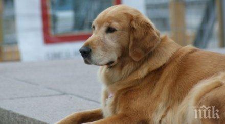 момиче кучета спечели британия търси талант