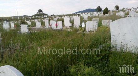 гробищата перник тънат трева жена намери змия гроба съпруга снимки