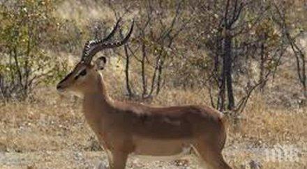 мистериозна смърт 120 антилопи сайга казахстан