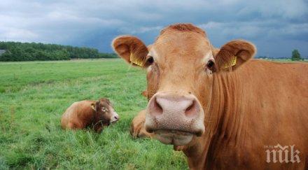 първата ваксинация говедата област смолян приключи края месец