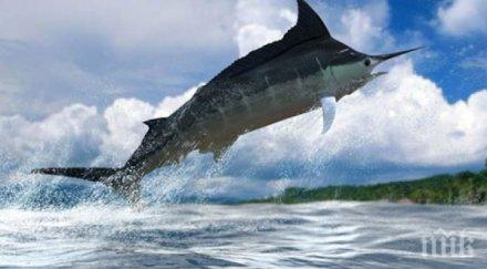 риба меч прониза смъртоносно рибар