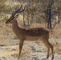 Масов мор на антилопи в Казахстан 