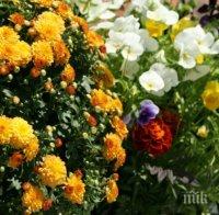 13 хиляди летни цветя ще красят новия площад в Плевен