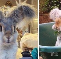 Всички, които видяха този заек, се влюбиха в него!