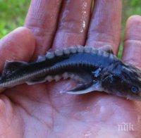 20 000 малки есетрови риби бяха пуснати в Дунав при Лом