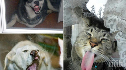 животни обожават вкуса стъкло