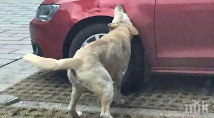 собственикът кола нарита куче без причина случи вярване