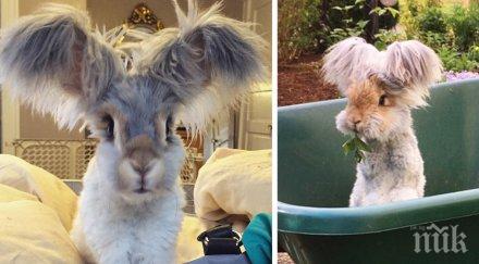 всички видяха заек влюбиха