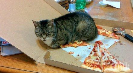 животни направили гаф въпреки можеш сърдиш