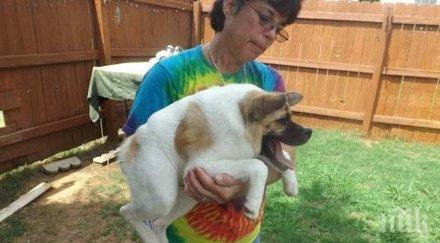 жена беше казано новият домашен любимец приспан различен